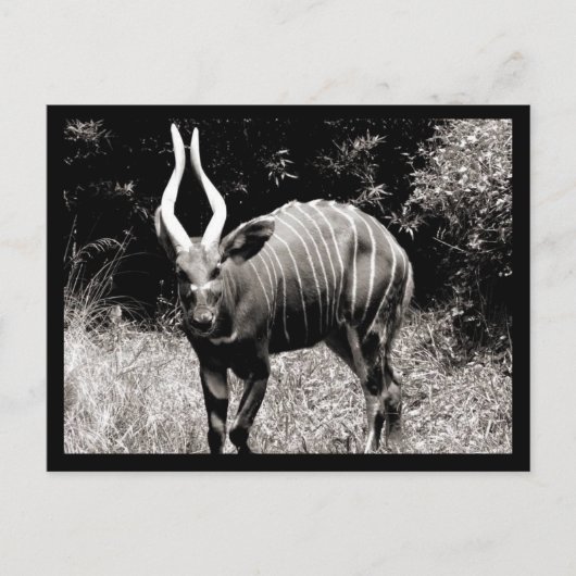 Steinbock Postkarte (Vorderseite)