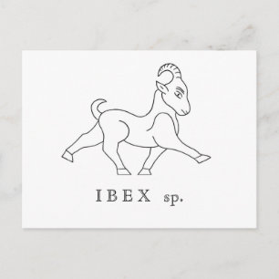 Steinbock sp. Ibex Postkarte