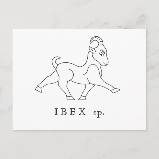 Steinbock sp. Ibex Postkarte (Vorderseite)