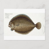 Steinbutt (Pleuronectes Maximus) Platte XLIX von ' Postkarte (Vorderseite)