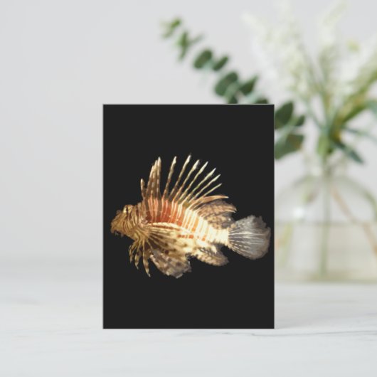 Steinfisch Postkarte (Stehend Vorderseite)