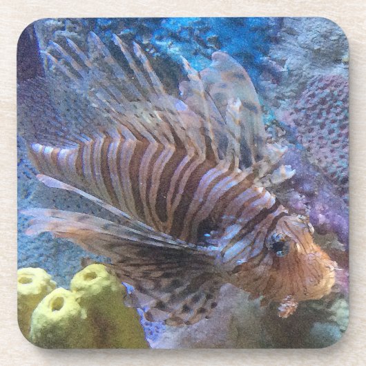 Steinfisch Untersetzer (Vorderseite)