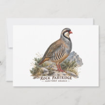 Steinhuhn ,Alectoris Graeca Jagdvögel