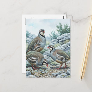 Steinhuhn ,Alectoris Graeca Jagdvögel Postkarte