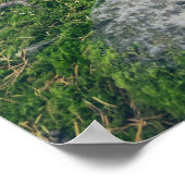 Steinpfad in den dichten Wald Poster (Ecke)