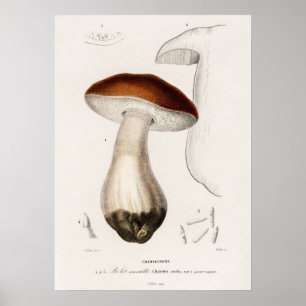 Steinpilz (Boletus edulis) Poster