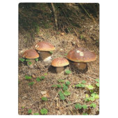 Steinpilz Klemmbrett (Rückseite)
