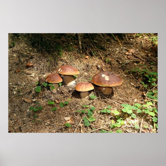 Steinpilz Poster (Vorne)