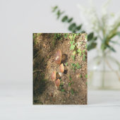 Steinpilz Postkarte (Stehend Vorderseite)