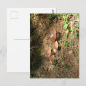 Steinpilz Postkarte (Vorne/Hinten)