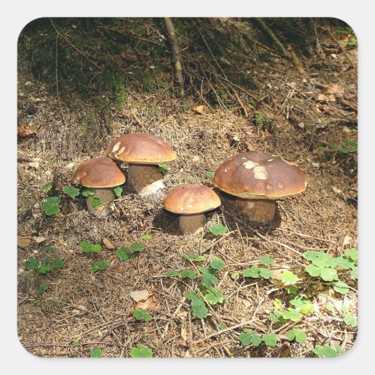 Steinpilz Quadratischer Aufkleber (Vorderseite)