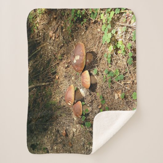 Steinpilz Sherpadecke (Vorderseite)