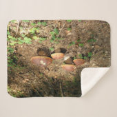 Steinpilz Sherpadecke (Vorderseite (Horizontal))