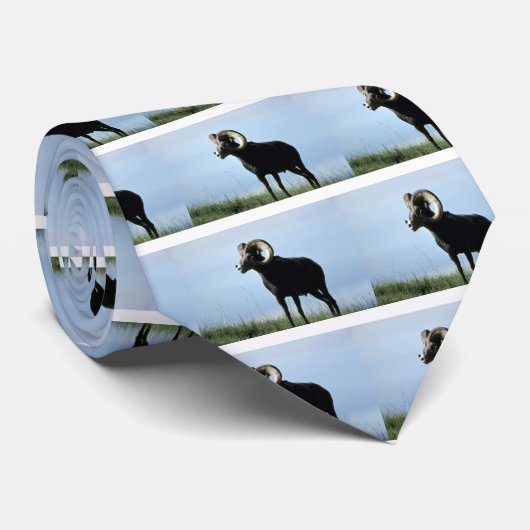 Steinschafe (großes RAM) Krawatte (Gerollt)