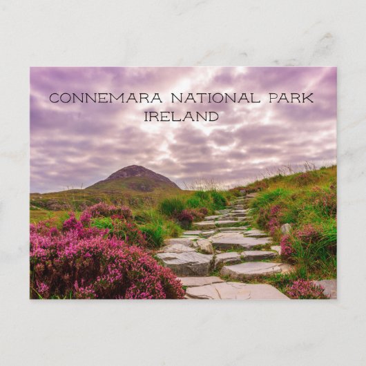 Steinweg, Wildblumen, Nationalpark Connemara, Postkarte (Vorderseite)