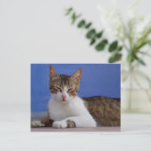 Stella Cat Postcard Postkarte (Stehend Vorderseite)