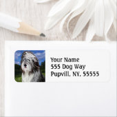 Stella, der englische Schafhund (Insitu)