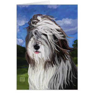 Stella, der englische Schafhund