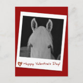 Stella Postkarte (Vorderseite)