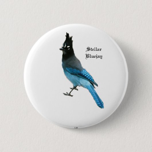 Stellar Blue Jay Button (Vorderseite)