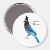 Stellar Blue Jay-Magnet Magnet (Vorderseite/Rückseite)