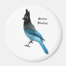 Stellar Blue Jay-Magnet Magnet