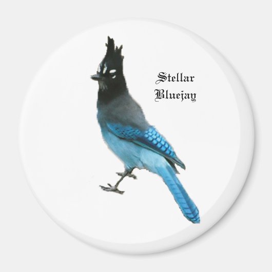 Stellar Blue Jay-Magnet Magnet (Vorne)