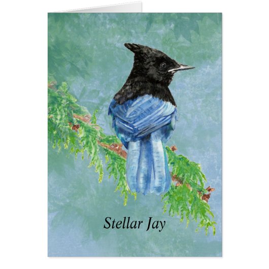 Stellar Jay Bird Nature (Vorne)