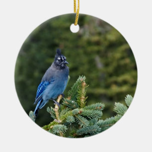 Stellar Jay Keramik Ornament