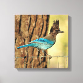Stellar Jay Leinwanddruck