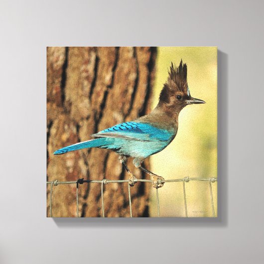 Stellar Jay Leinwanddruck (Vorderseite)