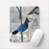 Stellar-Jay Mousepad (Mit Mouse)
