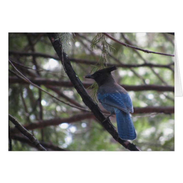 Stellar Jay- Yosemite (Vorderseite (Horizontal))