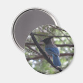 Stellar Jay- Yosemite Magnet (Vorderseite/Rückseite)