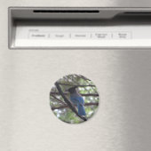 Stellar Jay- Yosemite Magnet (In Situ (Geschirrspüler))
