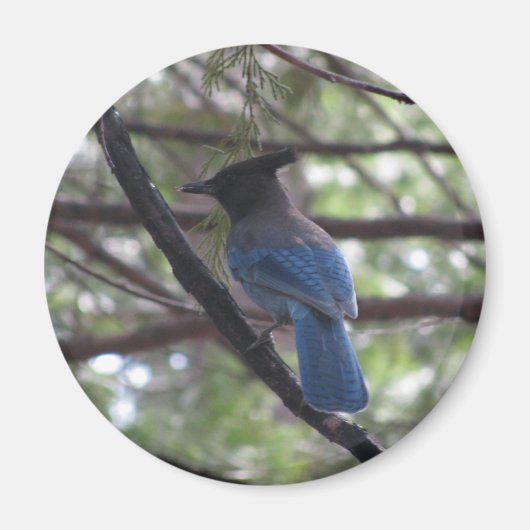 Stellar Jay- Yosemite Magnet (Vorne)