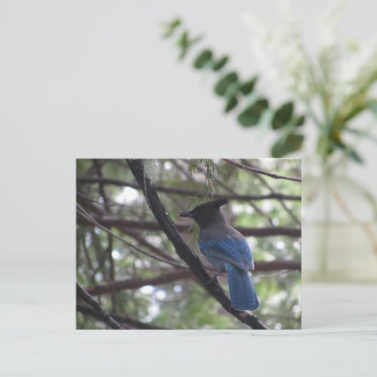 Stellar Jay- Yosemite Postkarte (Stehend Vorderseite)
