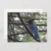 Stellar Jay- Yosemite Postkarte (Vorne/Hinten)