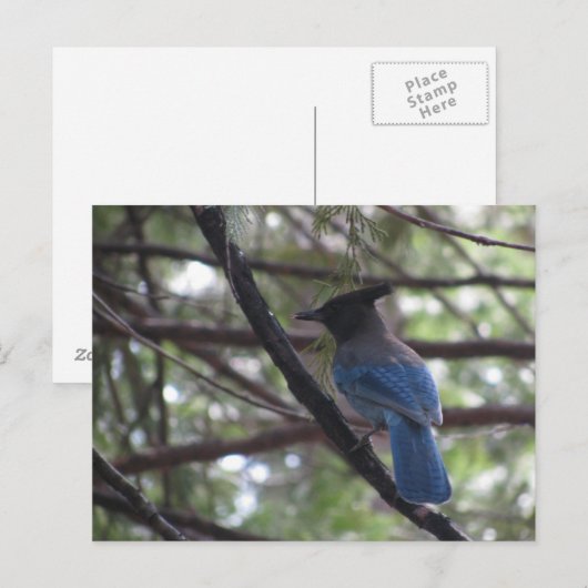Stellar Jay- Yosemite Postkarte (Vorne/Hinten)