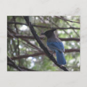 Stellar Jay- Yosemite Postkarte (Vorderseite)