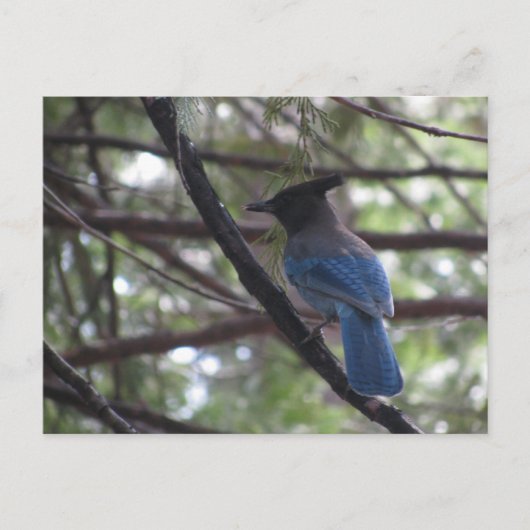 Stellar Jay- Yosemite Postkarte (Vorderseite)