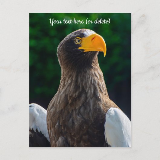 Stellar Sea Eagle Postcard Postkarte (Vorderseite)