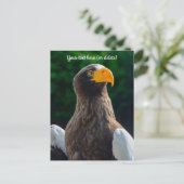 Stellar Sea Eagle Postcard Postkarte (Stehend Vorderseite)
