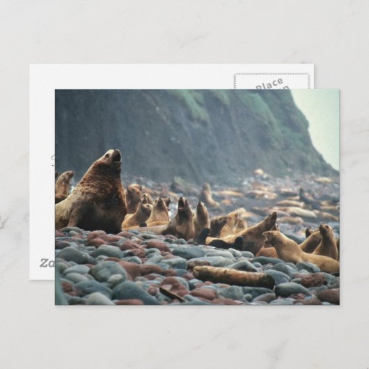 Stellar Seelöwen auf der Insel Buldir Postkarte (Vorne/Hinten)