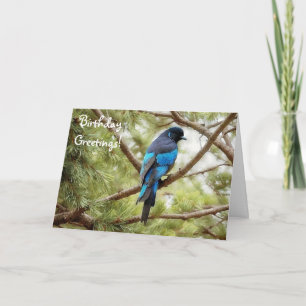 Stellars Jay Blue Bird Birthday Card Bird Lover Karte