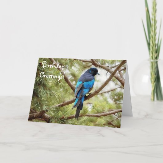 Stellars Jay Blue Bird Birthday Card Bird Lover Karte (Vorderseite)