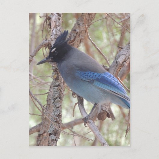 Stellars Jay Postkarte (Vorderseite)