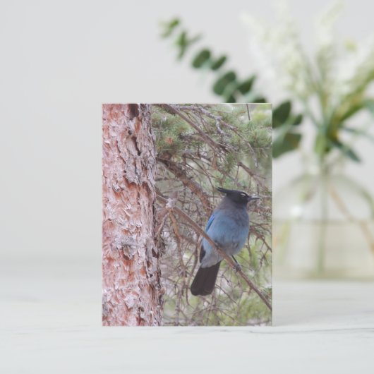 Stellars Jay Postkarte (Stehend Vorderseite)