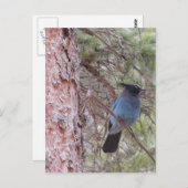 Stellars Jay Postkarte (Vorne/Hinten)