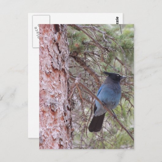 Stellars Jay Postkarte (Vorne/Hinten)